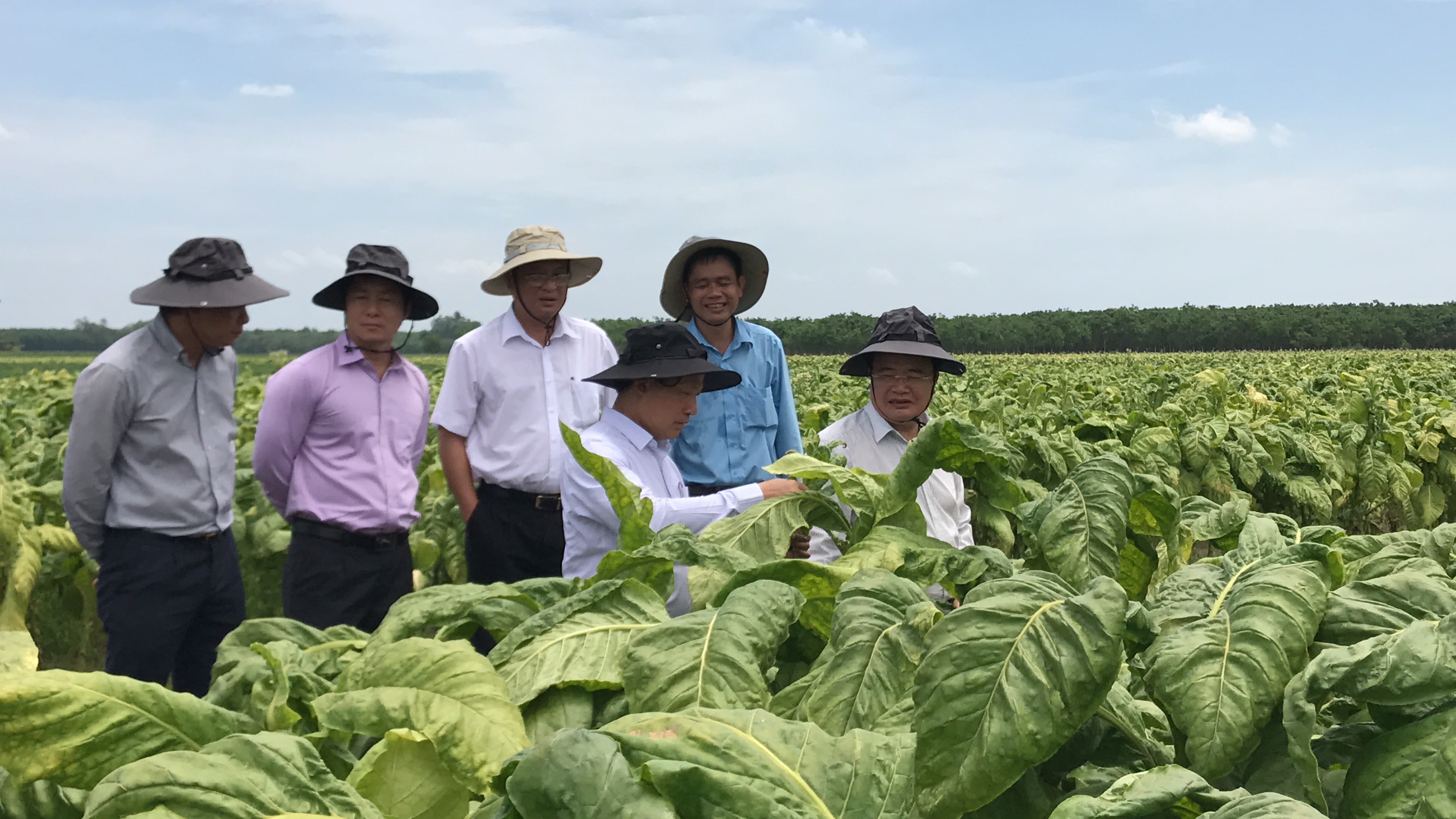 Tiếp tục chú trọng đầu tư, nâng cao chất lượng cây nguyên liệu