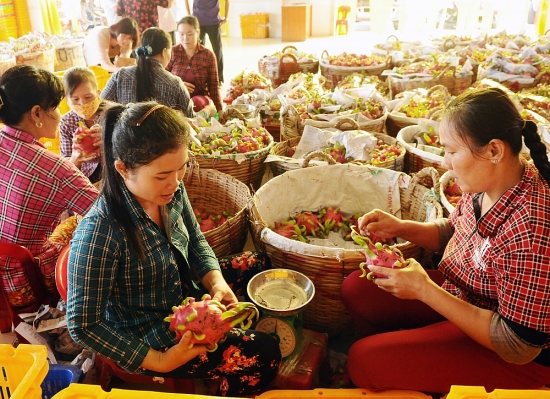 bao ho chi dan dia ly thanh long binh thuan chia khoa mo cua thi truong