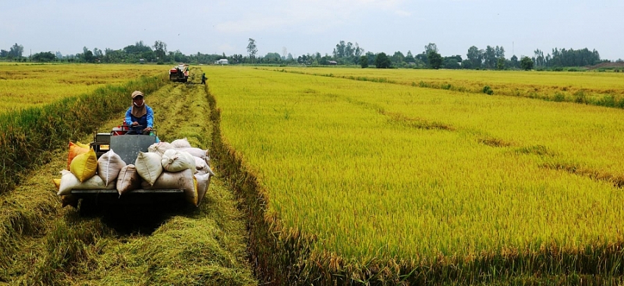 Mở “luồng xanh” cho vận tải đường thủy để tiêu thụ lúa gạo