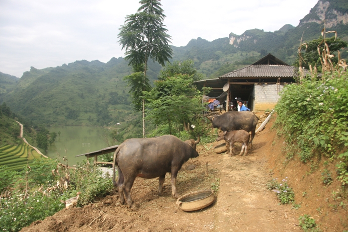 Si Ma Cai mùa xuân về