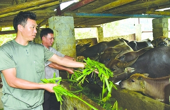 si ma cai mua xuan ve