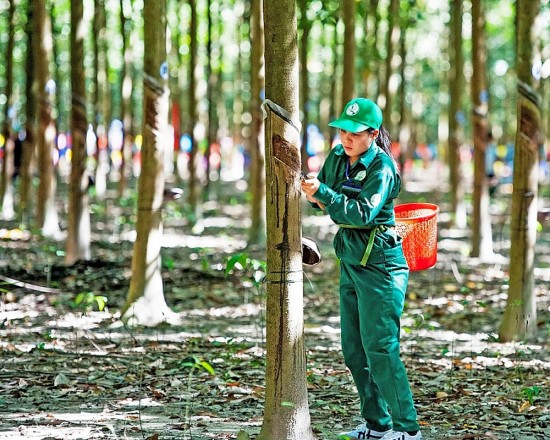 Xuất khẩu cao su: Nâng cao chất lượng để tăng giá trị