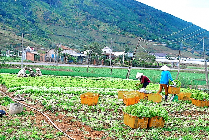 du lich canh nong o xu ngan hoa