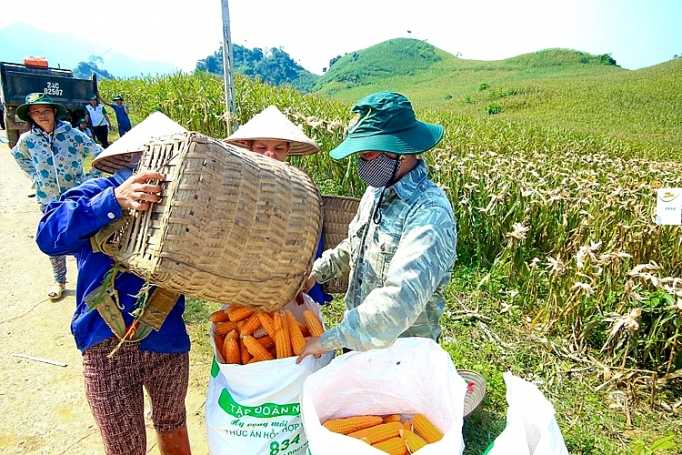 nang cao gia tri cay ngo