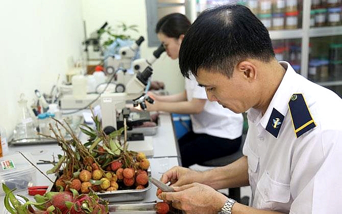 xuat khau vai thieu qua cac cua khau nhanh gon