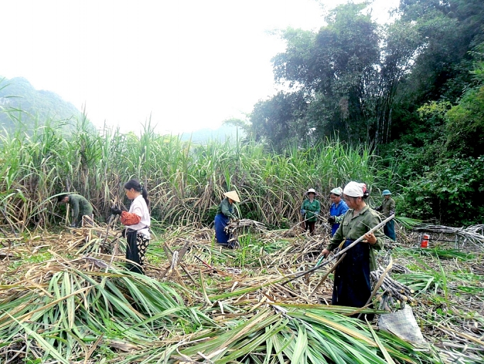 phat trien nong nghiep hang hoa