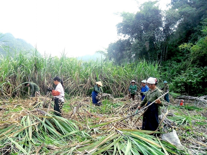 Phát triển nông nghiệp hàng hoá