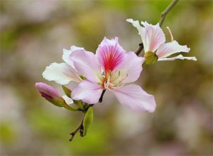 “Thủ phủ” của hoa ban Tây Bắc