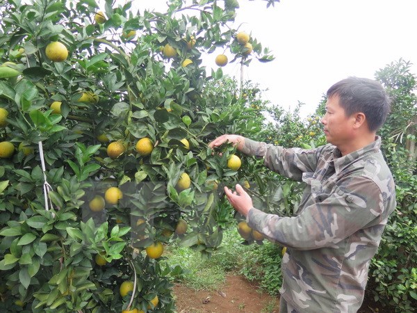 Khai mạc Lễ hội cam Cao Phong lần thứ hai tại tỉnh Hòa Bình