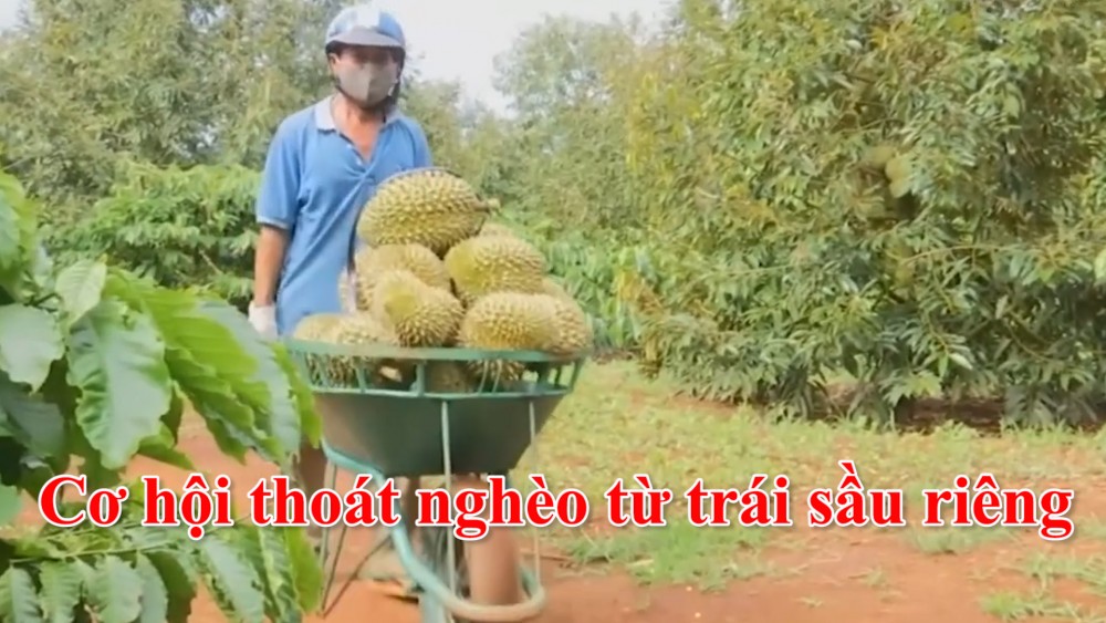 Cơ hội thoát nghèo từ trái sầu riêng