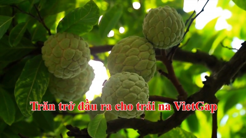 Trăn trở đầu ra cho trái na VietGap