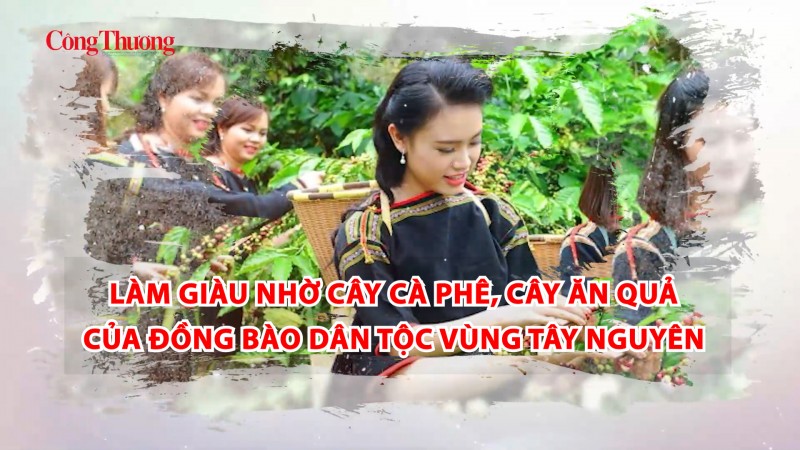 Làm giàu nhờ cây cà phê, cây ăn quả của đồng bào dân tộc vùng Tây Nguyên