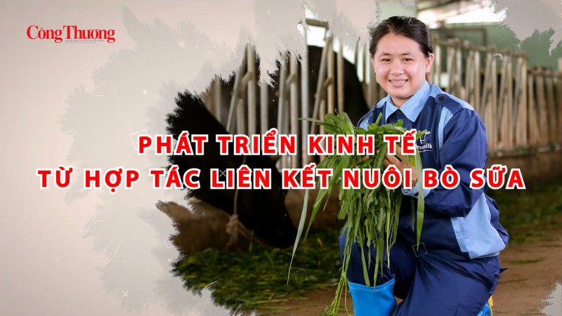 Phát triển kinh tế từ hợp tác liên kết nuôi bò sữa