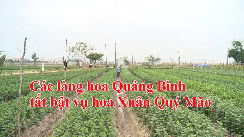 Các làng hoa Quảng Bình tất bật vụ hoa Xuân Quý Mão