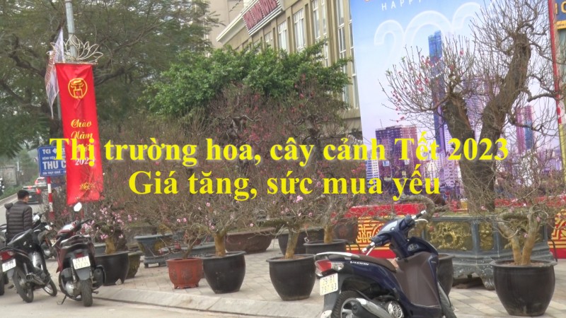 Thị trường hoa, cây cảnh Tết 2023: Giá tăng, sức mua yếu