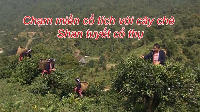 Chạm miền cổ tích với cây chè Shan tuyết cổ thụ