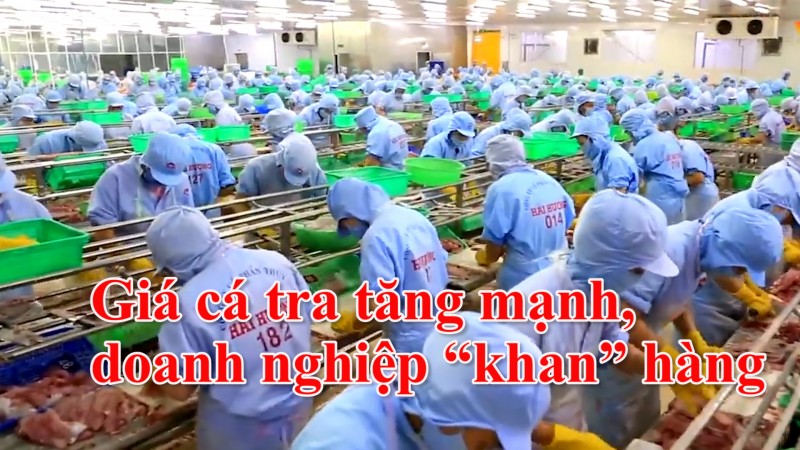 Giá cá tra tăng mạnh, doanh nghiệp “khan” hàng