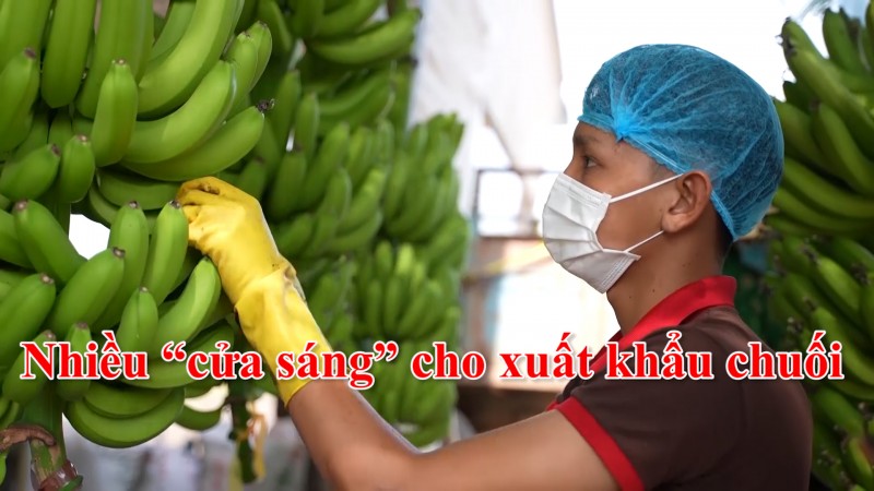 Nhiều “cửa sáng” cho xuất khẩu chuối