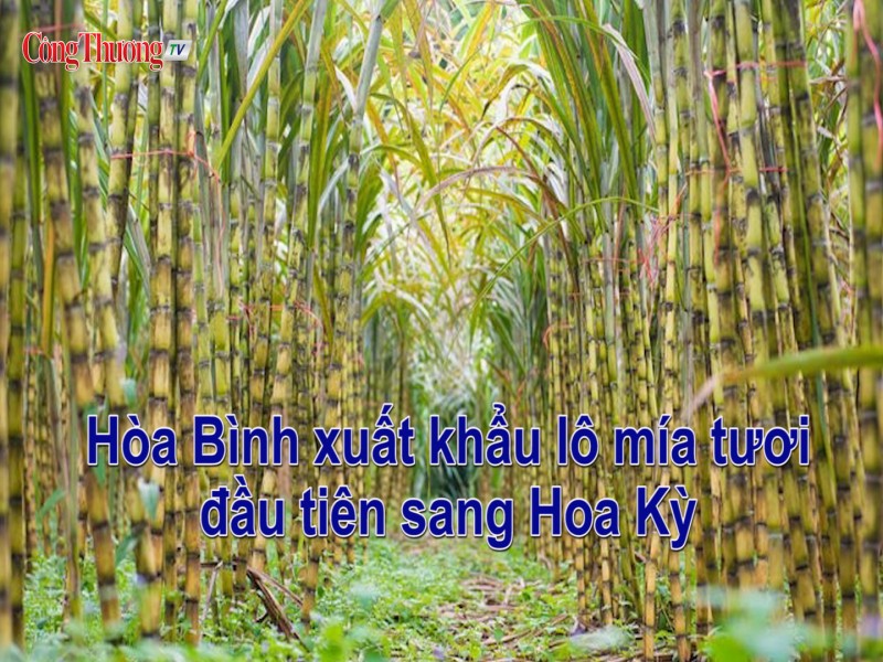 Hòa Bình xuất khẩu lô mía tươi đầu tiên sang Hoa Kỳ