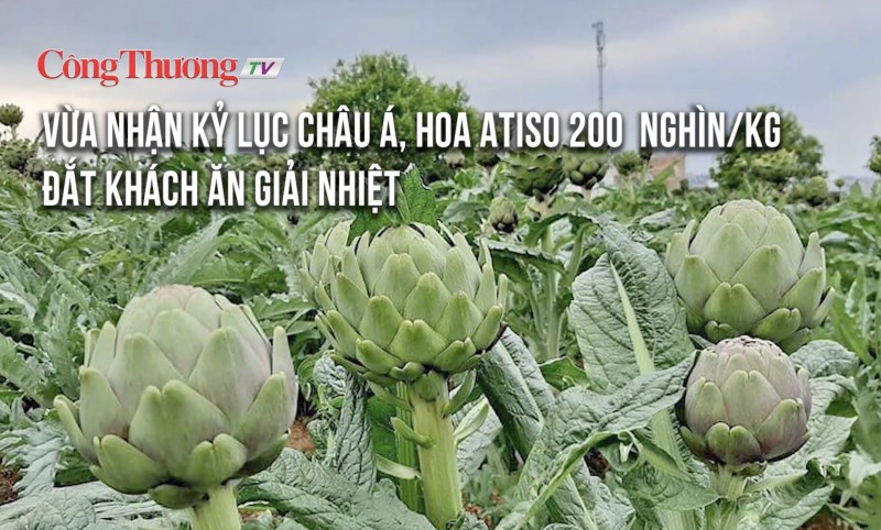 Vừa nhận kỷ lục châu Á, hoa atiso 200 nghìn/kg đắt khách ăn giải nhiệt