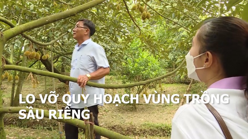 Lo vỡ quy hoạch vùng trồng sầu riêng