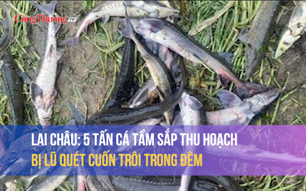 Lai Châu: 5 tấn cá tầm sắp thu hoạch bị lũ quét cuốn trôi trong đêm