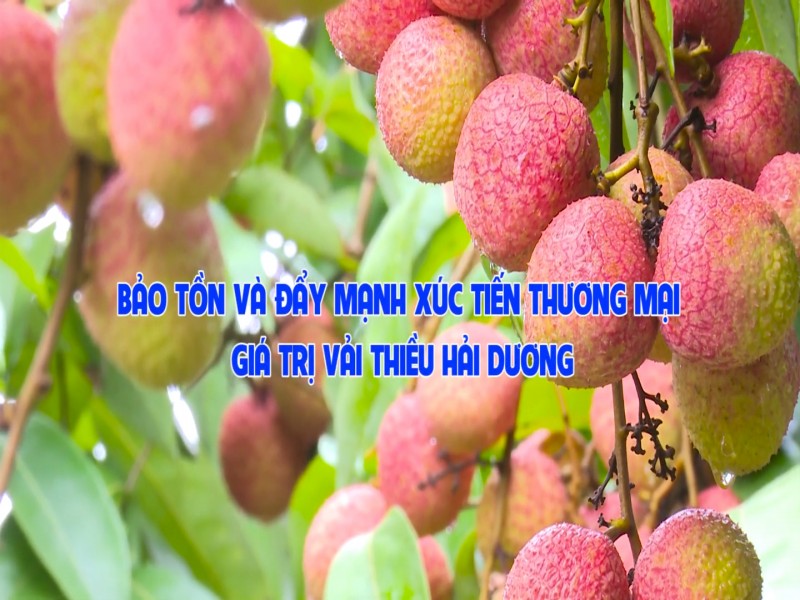 bao ton va day manh xuc tien thuong mai gia tri vai thieu hai duong