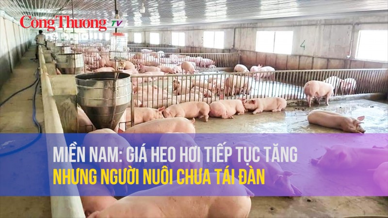 Miền Nam: Giá heo hơi tiếp tục tăng nhưng người nuôi chưa tái đàn