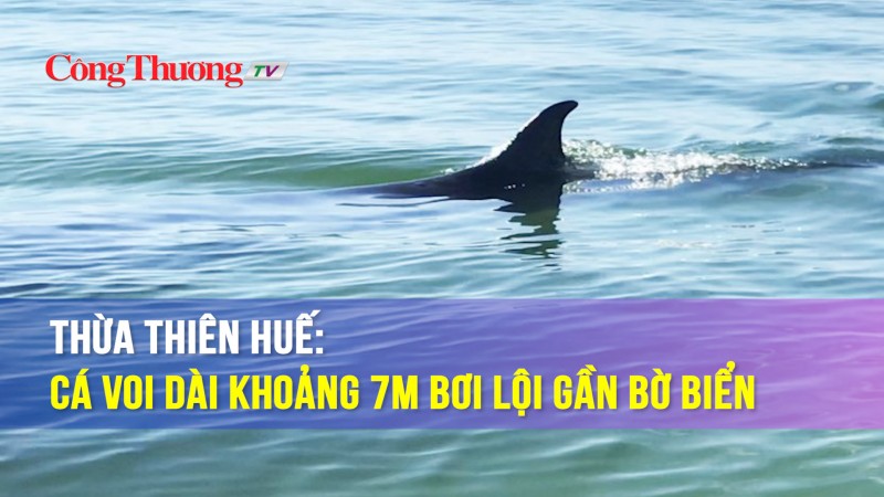 Thừa Thiên Huế: Cá voi dài khoảng 7m bơi lội gần bờ biển