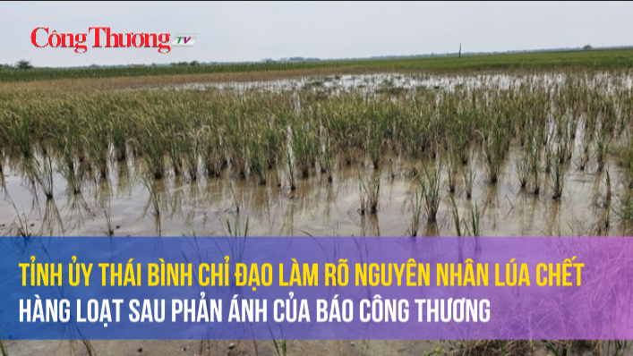 Tỉnh ủy Thái Bình chỉ đạo làm rõ nguyên nhân lúa chết hàng loạt sau phản ánh của Báo Công Thương