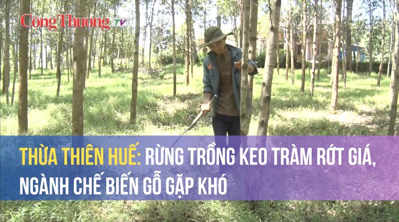 Thừa Thiên Huế: Rừng trồng keo tràm rớt giá, ngành chế biến gỗ gặp khó