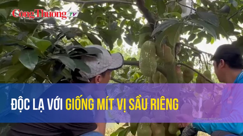 "Độc lạ với giống mít vị sầu riêng"