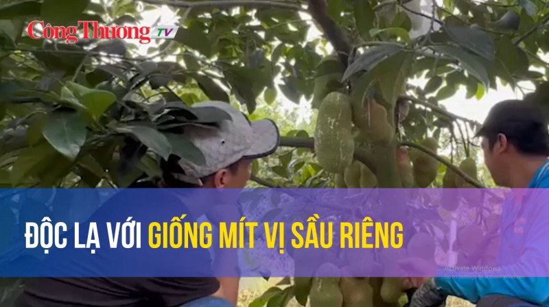 Độc lạ với giống mít vị sầu riêng
