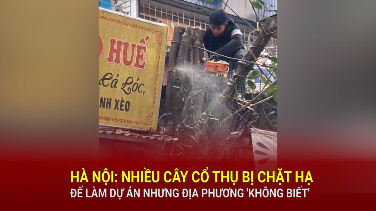 Hà Nội: Nhiều cây cổ thụ bị chặt hạ để làm dự án nhưng địa phương 'không biết'