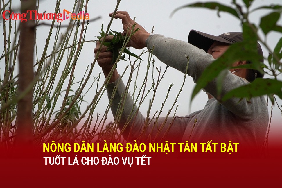 Nông dân làng đào Nhật Tân tất bật tuốt lá cho đào vụ Tết