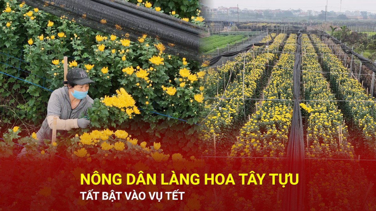 Nông dân làng hoa Tây Tựu tất bật vào vụ Tết