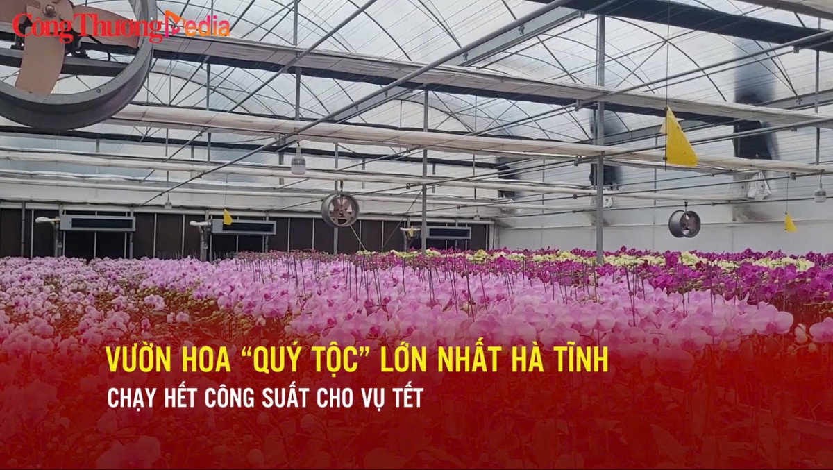 vuon hoa quy toc lon nhat ha tinh chay het cong suat cho vu tet