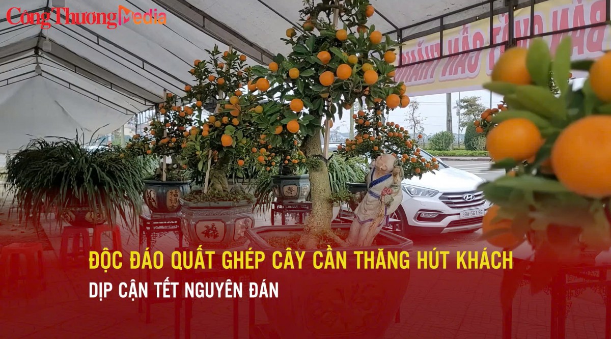 Độc đáo quất ghép cây cần thăng hút khách dịp cận Tết Nguyên đán