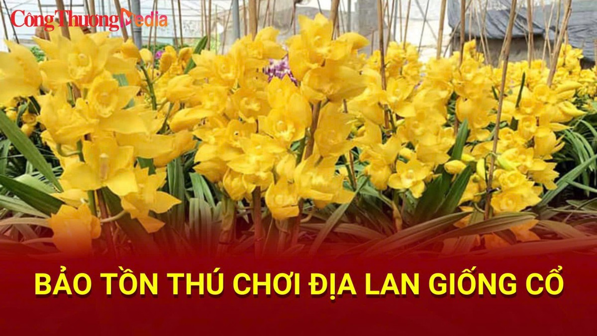 Bảo tồn thú chơi địa lan giống cổ