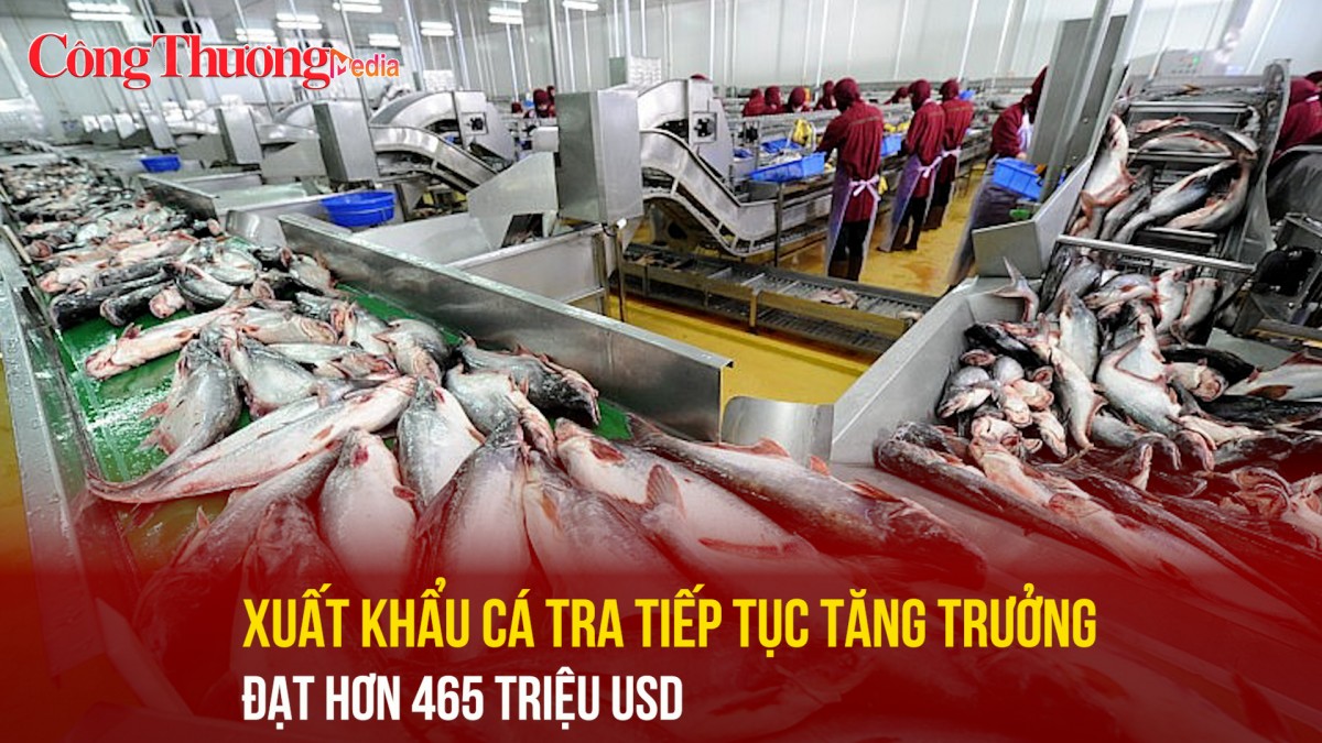 Xuất khẩu cá tra tiếp tục tăng trưởng, đạt hơn 465 triệu USD
