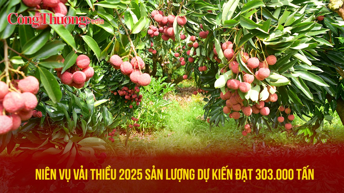 Niên vụ vải thiều 2025, sản lượng dự kiến đạt 303.000 tấn