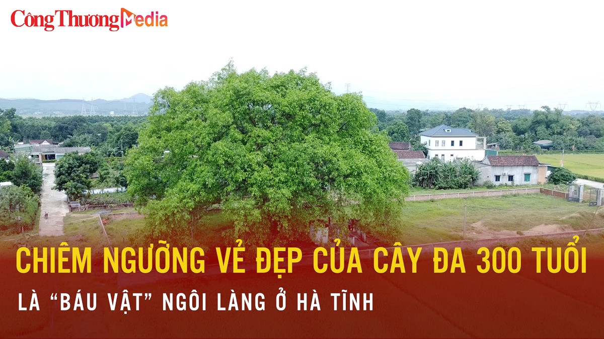 Chiêm ngưỡng vẻ đẹp của cây đa 300 tuổi, 'báu vật' của ngôi làng ở Hà Tĩnh