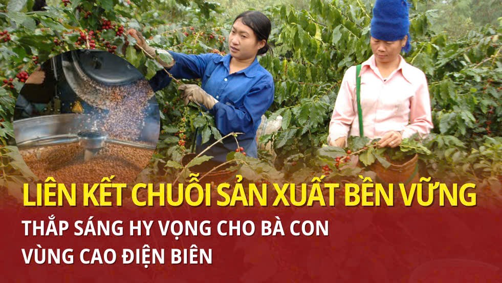 Liên kết chuỗi sản xuất bền vững: Thắp sáng hy vọng cho bà con vùng cao Điện Biên