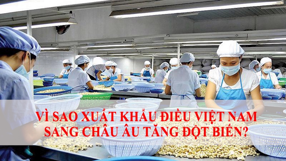 Vì sao xuất khẩu điều Việt Nam sang châu Âu tăng đột biến?